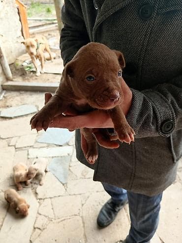 alabay iti satisi: Pitbul, 1 ay, Dişi, Peyvəndli — 7