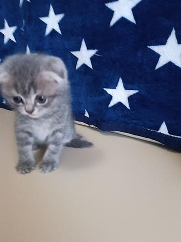 pişik ev: Şotland, Ünvandan götürmə — 4