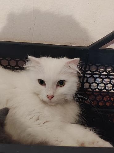 pişik: Normal heyvan sevenlere verilirAğ tüklü ev pişiyi – uzun və yumşaq — 2