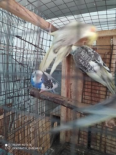 bülbül quşu: Salam. TAM SAĞLAM VİTAMİNLƏR PROFESSİONAL BİT DƏRMANİ VURULUB VƏ — 5