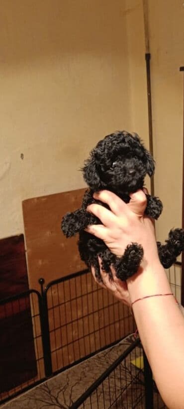 Pudel, 2 ay, Dişi, Peyvəndli, Ödənişli çatdırılma