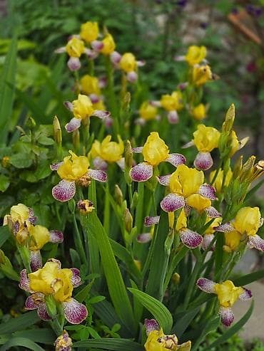 sogan gulleri: Bağ bitkiləri – Hosta və İris (bir neçə sort) - Hosta (yapraqlı — 5