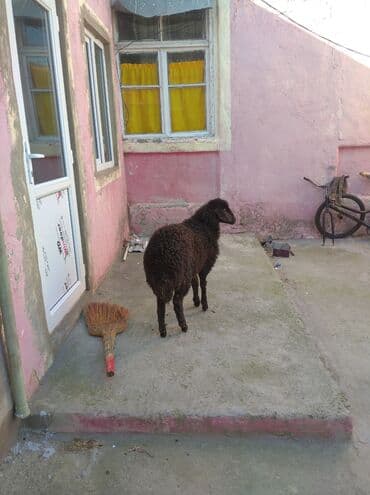 qurbanliq qoyunlar: Erkey quzu - Rəng: tam qara - Yun: sıx, qıvrım quruluşlu; əl — 4