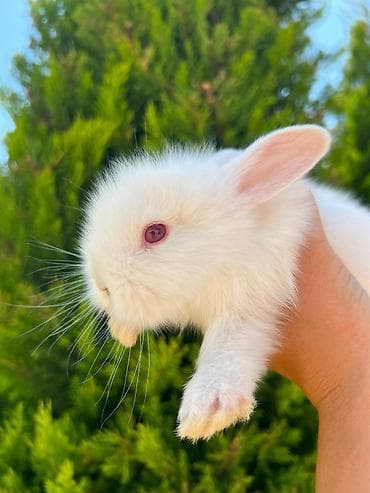 dovşan adları: Salam əziz dostlar, bizdə hər növ dovşan var. Bunlar dovşanların öz — 8