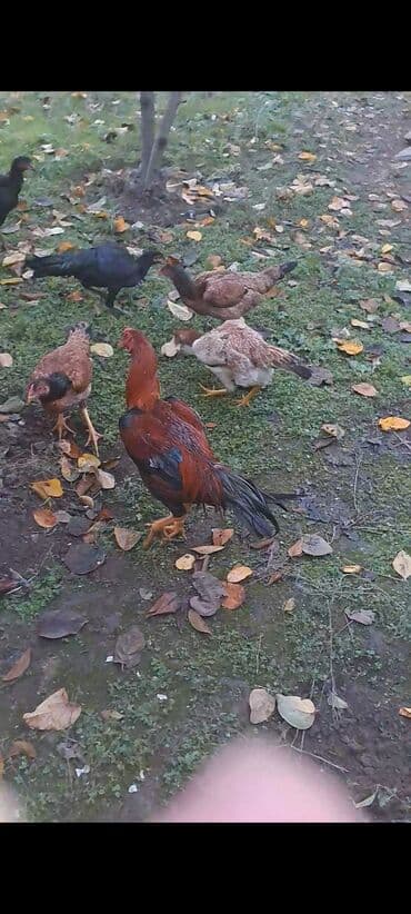 şirin dovşan şəkilləri: Toyuq, Damazlıq, Rayonlara çatdırılma — 3