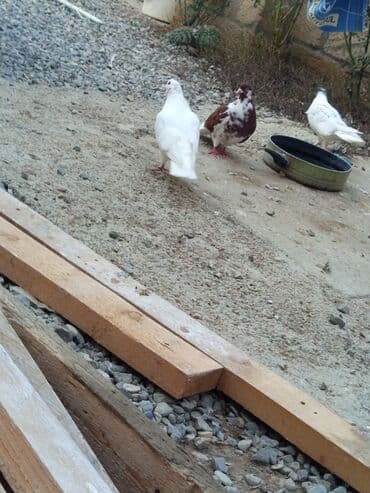 arpa bugda: Məhsul: Qırmızı çilçil ağ quyruq satılır Erkeydi sağlam quşdu tecılı — 4