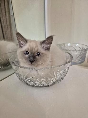 Ragdoll tipli balaca pişik Ragdoll ilə persin qarışığıdır balalar - lalafo.az -da Ragdoll tipli balaca pişik Ragdoll ilə persin qarışığıdır balalar -