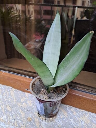 Təmir və tikinti: Сансивьера голубая — 1