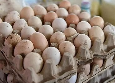 Təzə toyuq yumurtaları - Təbii yemlərlə bəslənən ev quşlarından əldə lalafo.az -da Təzə toyuq yumurtaları - Təbii yemlərlə bəslənən ev quşlarından əldə