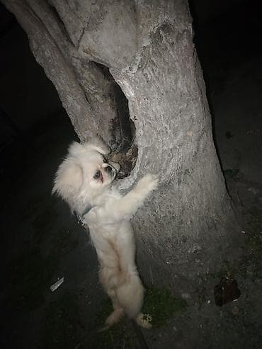 itlerin davasi: Pekines, 5 ay, Dişi, Ödənişli çatdırılma — 2