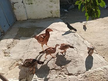 it ucun qurd dermani: Təmiz Turk cinsi Fere ve cuceler — 4