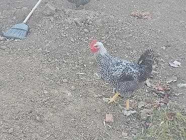 toyuq cinsleri: Məhsul: Yerli qarışıq cins toyuq və xoruzlar4 aylikdirlar Təsvir: - — 3