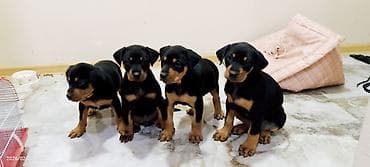 dober: Doberman, 2 ay, Dişi, Pulsuz çatdırılma — 6