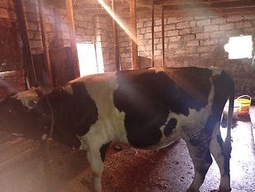 qaz ve ordek satisi: Məhsul: Mal-qara – erkək dana/öküz Təsvir: - Rəng: qara-ağ ala - Cins — 3