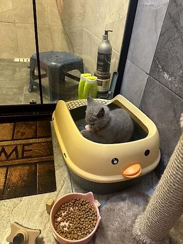 mingəcevir pişik: Britan, Pulsuz çatdırılma — 2