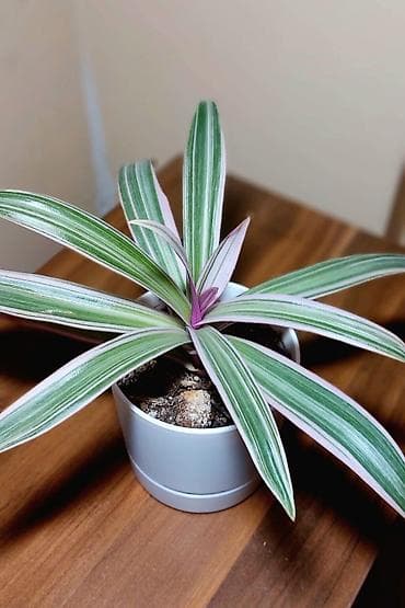 Buket güllər: Qırmızı rəngli plastik qabda olan dekorativ Begoniya bitkisi. Bu bitki — 3