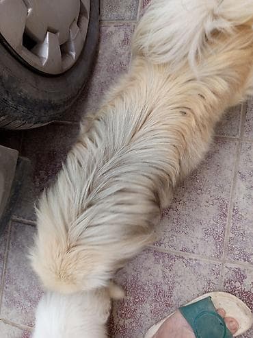 cin bildircin: Pekines, 1 il, Erkek, Ünvandan götürmə, Ödənişli çatdırılma — 3