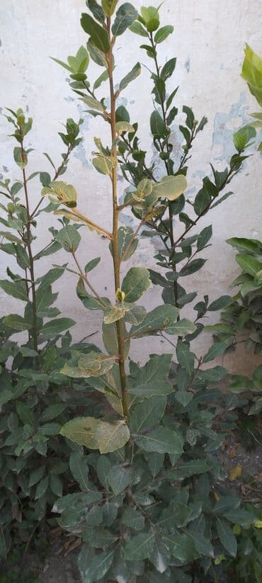 helba bitkisi faydaları: Məhsul: dəfnə (Laurus nobilis) – ədviyyat və dekorativ kollar Təsvir — 1