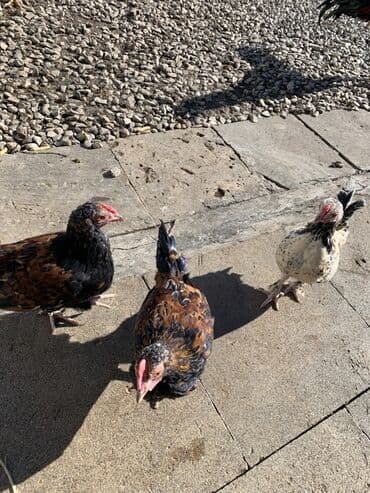 cuce ve xoruz: Toyuq, Yumurtalıq — 4