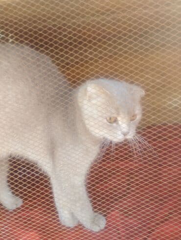 pişik çantasi: Boz rəngdə ev pişikləri - Növ: ev pişiyi (qısa tüklü, boz/gümüşü rəng — 1