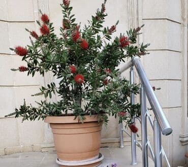 dibcekde gul sekilleri: Fırça Kolu bitkisi (Callistemon) geniş yaşıl yarpaqları və parlaq — 1
