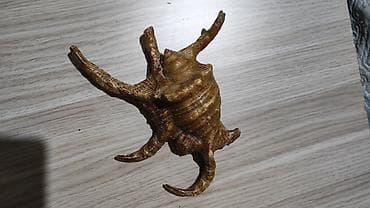 şar dekoru: Dekorativ dəniz ilbizinin qabığı – “spider conch” üslubunda - — 5