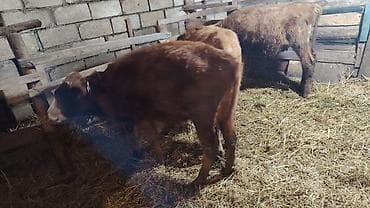 qara at sekilleri: 3 dənə sağlam 7, 8 aylıq erkəy danalar satışda.Yeməy,içməy superdi.Tək — 3