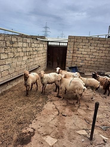 coban iti adları: Quzu və qoyunlar – yerli ətlik sürü - Növ: yerli ətlik qoyunlar — 4