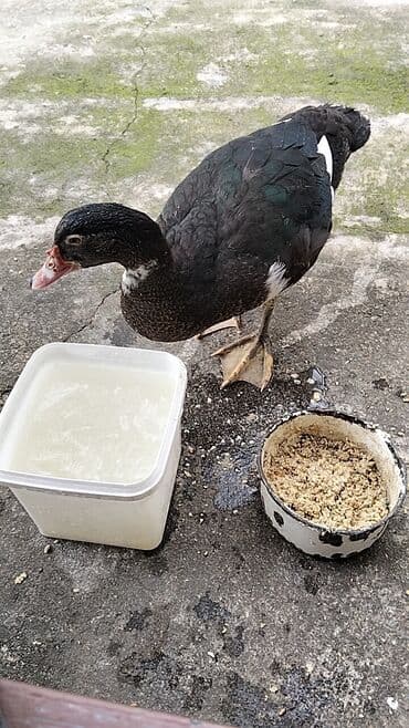 quzu şəkilləri: Erkək, | Lal ördək, Damazlıq, Ünvandan götürmə — 2