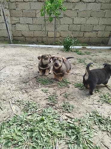 ov itlerinin satisi: Zvanok böyümüyen itler satilir qulaği sallağ ela zvanoklardi — 7