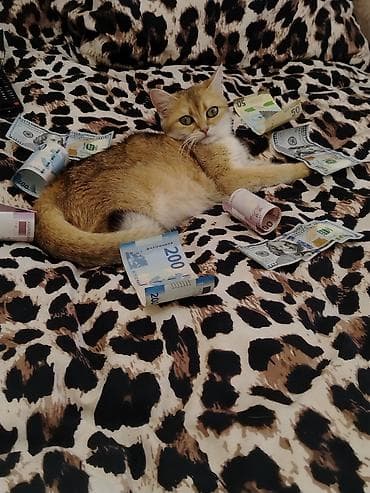 chinchilla: Britan — 2