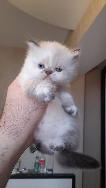 lalafo pisik: Fars — 6