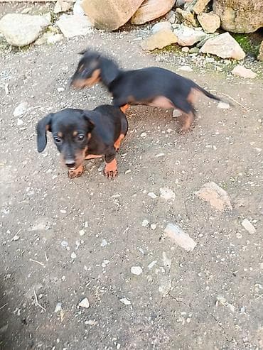 itler sekilleri: 2 ay, Erkek — 3