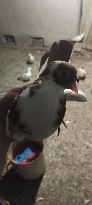 Qirmizi quyrug qirmizj bel dimdik kekil erkey baladi qiymet 10 manat lalafo.az -da Qirmizi quyrug qirmizj bel dimdik kekil erkey baladi qiymet 10 manat