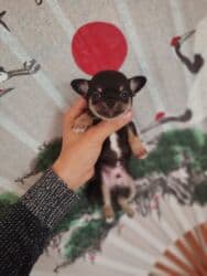 çoban itleri: Çixuahua, 1 ay, Peyvəndli — 6