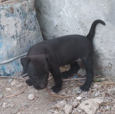 pitbull satış: Питбуль, 1 месяц, Самка — 3
