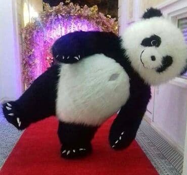 приют для животных в баку: -parad, mağaza açılışı, uşaq şənlikləri, ad günləri, fotozonalarda — 2