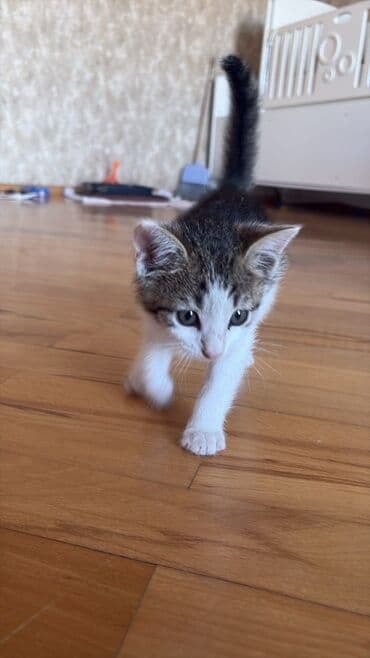 возьму котенка в добрые руки: Yaxşı əllərə — 2