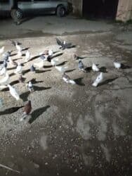 tuk tuk mmc: Başlıq: Kom hamsı 170 1ri 4 m — 6