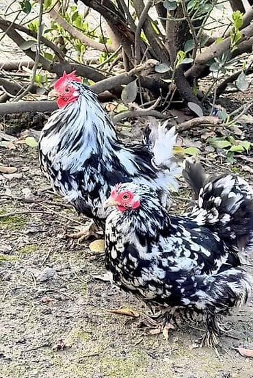 dekorativ quş: Toyuq, Damazlıq — 1