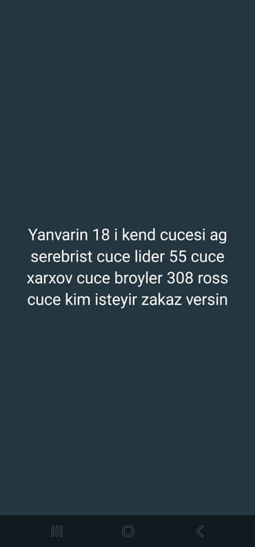 Toyuq cücələri, Ətlik