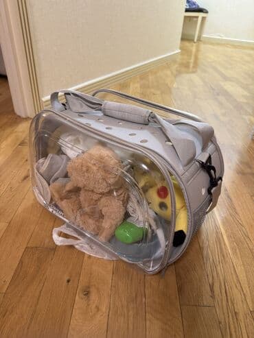 itler xasqi: Şpitz, 10 ay, Erkek, Sənədli, Ödənişli çatdırılma — 3