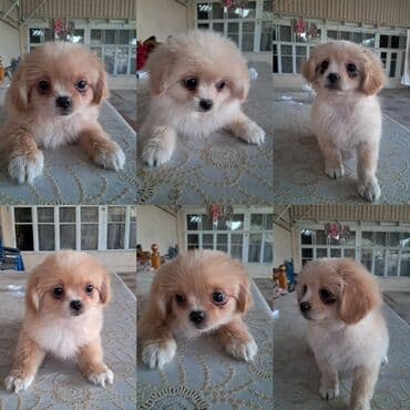 it növləri: Pekines, 4 ay, Dişi — 1