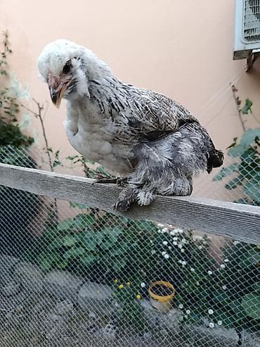 danisan quslar: Toyuq cücələri, Damazlıq — 1