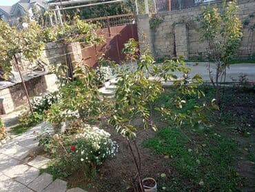 снять комнату в общежитии: Satilr: geniş və işıqlı otaq.2 otaq 1 zal metbex hamam ayaq yolu — 7