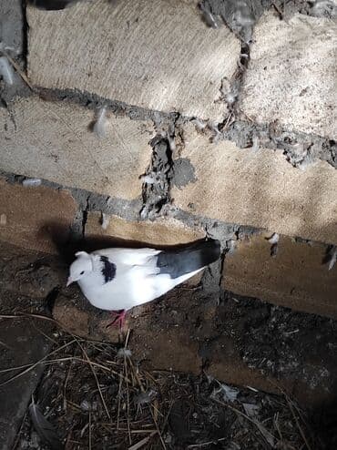 Птицы: Məhsul:Salam damazlıq sağlam bala verən quslarimdir, erkey oynaq göy — 4