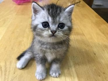 Britan lalafo.az -da Britan