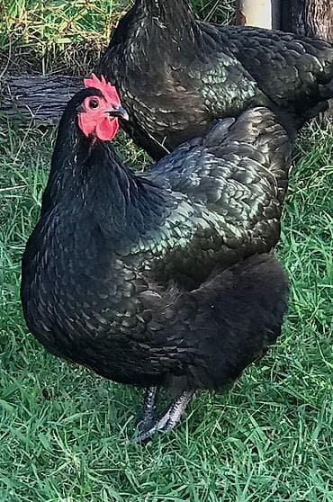 toyuq satılır: Avstralorp və Xarkov Cücələri Satılır! ​Yüksək məhsuldarlığı ilə — 2