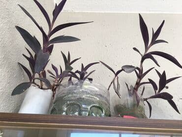 dipçək: Dipcək ev bitkileri qiymətlər 5 manatdan başlayir — 4