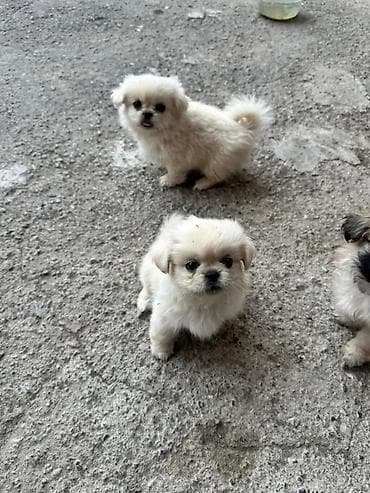Pekines, 1 ay, Erkek, Peyvəndli lalafo.az -da Pekines, 1 ay, Erkek, Peyvəndli